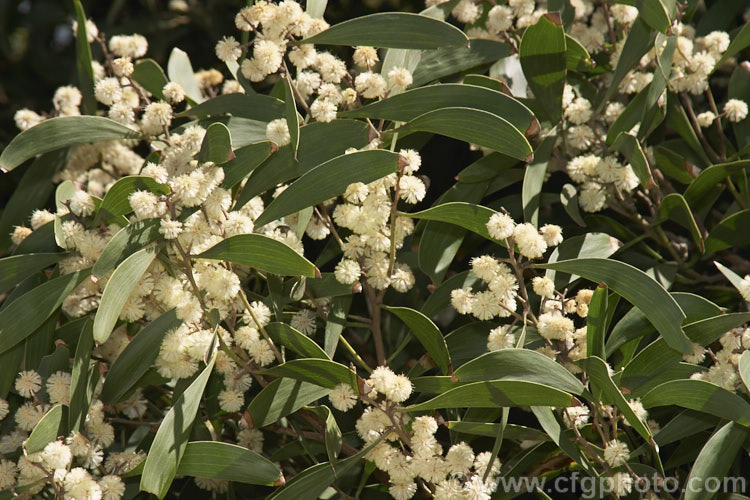 The flowers of the Blackwood (<i>Acacia melanoxylon</i>), a Tasmanian evergreen tree that grows to around 30m tall It is an important timber tree that is also coppiced to provide firewood. Order: Fabales, Family: Fabaceae