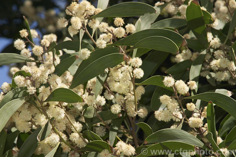 The flowers of the Blackwood (<i>Acacia melanoxylon</i>), a Tasmanian evergreen tree that grows to around 30m tall It is an important timber tree that is also coppiced to provide firewood. Order: Fabales, Family: Fabaceae