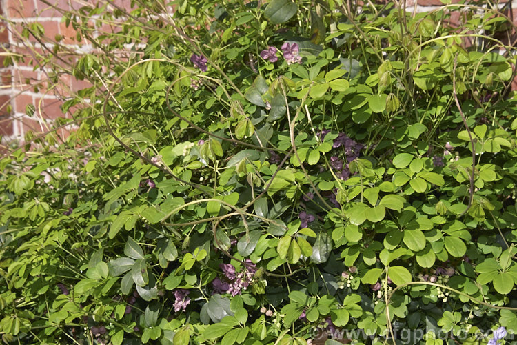 Chocolate. Vine (<i>Akebia quinata</i>), a near-evergreen, spring-flowering climber from China and Japan. The larger female flowers, which are vanilla-scented, are followed by purplish fruits. akebia-2273htm'>Akebia. <a href='lardizabalaceae-plant-family-photoshtml'>Lardizabalaceae</a>.