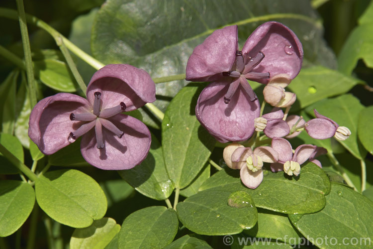 Chocolate. Vine (<i>Akebia quinata</i>), a near-evergreen, spring-flowering climber from China and Japan. The larger female flowers, which are vanilla-scented, are followed by purplish fruits. akebia-2273htm'>Akebia. <a href='lardizabalaceae-plant-family-photoshtml'>Lardizabalaceae</a>.