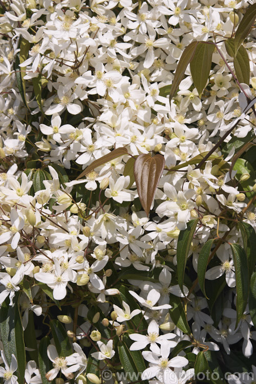 <i>Clematis armandii</i>, a vigorous, spring-flowering, evergreen climber native to central and western China. Some forms have very fragrant flowers; others smell slightly unpleasant. Order: Ranunculales, Family: Ranunculaceae