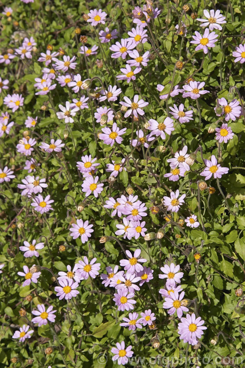 Felicia petiolata, a prostrate, long-flowering, evergreen, southern African perennial that spreads to over 1m wide and which may also scramble through low shrubs. Order: Asterales, Family: Asteraceae