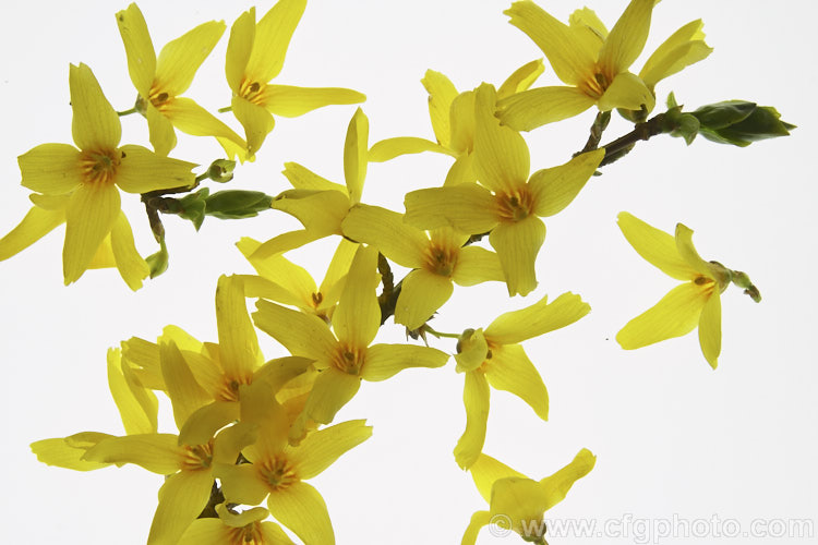 Forsythia x intermedia 'Arnold. Giant' (<i>Forsythia suspensa var. sieboldii x Forsythia viridissima</i>), a spring flowering deciduous shrub that grows to around 3m tall One of many Forsythia hybrids raised at the Arnold. Arboretum. forsythia-2986htm'>Forsythia. <a href='oleaceae-plant-family-photoshtml'>Oleaceae</a>.