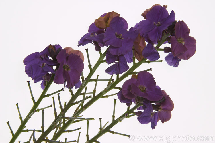 Erysimum 'Constant. Cheer', a form of perennial wallflower in which the flowers change colour from orange to purple as they age. Of somewhat indeterminate parentage, these evergreen subshrubs flower for much of the year. erysimum-2241htm'>Erysimum. .