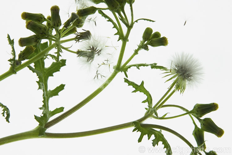 Groundsel (<i>Senecio vulgaris</i>), a weak-stemmed, fleshy-leafed. European annual daisy that has widely naturalised and become a weed in many parts of the world. senecio-3303htm'>Senecio.