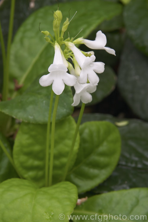 White-flowered Mexican Foxglove or Mexican Violet (<i>Tetranema roseum 'Albiflora'), a form of a small, shrubby perennial from Mexico and Guatemala that is often cultivated as a house plant. Order: Caryophyllales, Family: Plumbaginaceae