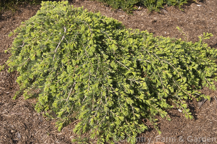 Dwarf Weeping Cedar or Lebanon (<i>Cedrus libani 'Sargentii'), a very low growing cultivar with pendulous branches. Although the new growth is a bright green it becomes more glaucous with age. cedrus-2037htm'>Cedrus. <a href='pinaceae-plant-family-photoshtml'>Pinaceae</a>.
