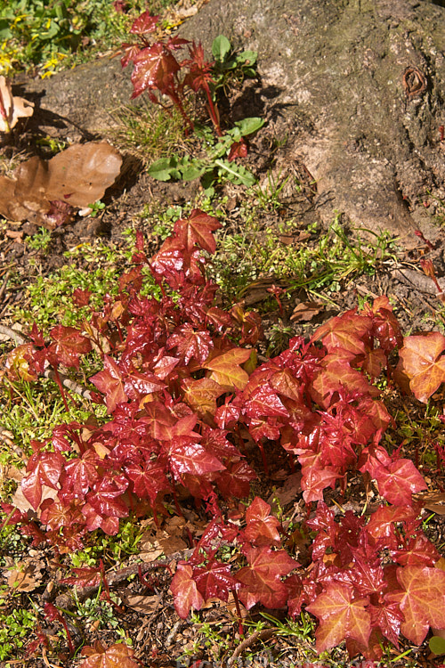 Bright red basal suckers of <i>Acer cappadocicum</i> 'Aureum', a 1914 German-raised cultivar of the Cappadocian maple with foliage that is yellow in spring and autumn while light green in summer. The red young growth matures to yellow-green. The suckers are sometimes used for propagation. Order: Sapindales, Family: Sapindaceae