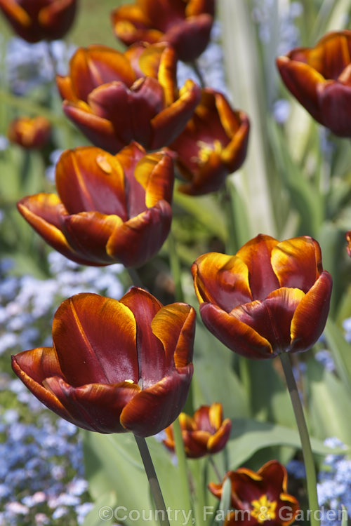 Tulipa 'Abu. Hassan' (<i>Category 3 x Triumph Hybrid</i>), a sturdy, strongly coloured tulip that grows to around 50cm tall It was introduced in 1976. Order: Liliales, Family: Liliaceae