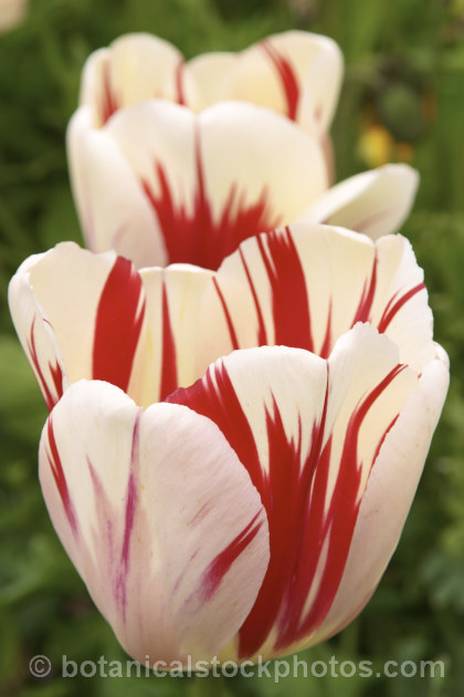 Tulipa 'Sorbet' (<i>Category 5 x Single. Late</i>), a strikingly flamed cultivar with the look of a Rembrandt tulip but without the disease. It grows to a little over 60cm tall Order: Liliales, Family: Liliaceae