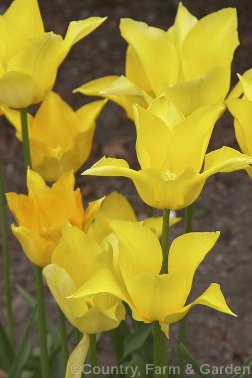 Tulipa 'Golden Melody' (<i>Category 3 x Triumph Hybrid</i>), a strong-growing tulip that soon develops into a clump. It grows to around 45cm tall and the flowers have the noticeably reflexed petal tips. Order: Liliales, Family: Liliaceae