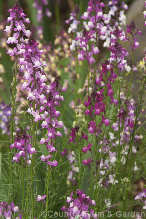 Three Birds Flying (<i>Linaria triornithophora</i>), a 50-130cm tall, spring- to summer-flowering perennial native to Portugal and western Spain. The flower colour ranges from soft pink to deep magenta and the flower spur is up to 25mm long. Order: Lamiales, Family: Plantaginaceae