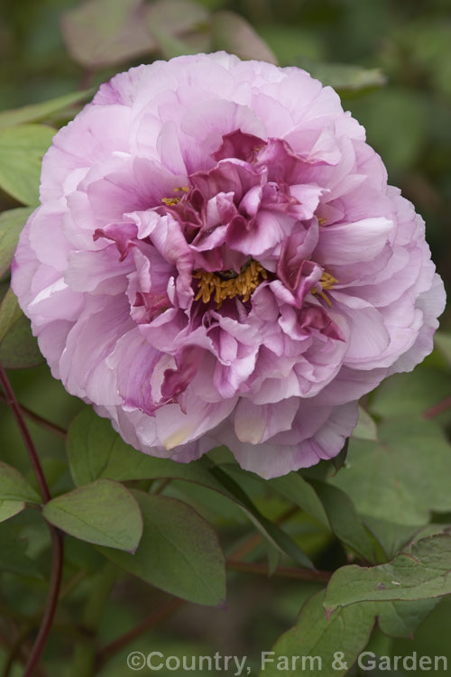 Pink double-flowered Tree Peony, these showy, spring-flowering shrubs may be cultivars of the Chinese species. Paeonia suffruticosa, or hybrids derived from P suffruticosa, P ostii, P jishanensis, P rockii, P szechuanica, P yananensis, P qiui, P x lemoinei, P lutea, and P potanini. paeonia-2089htm'>Peony. <a href='paeoniaceae-plant-family-photoshtml'>Paeoniaceae</a>.