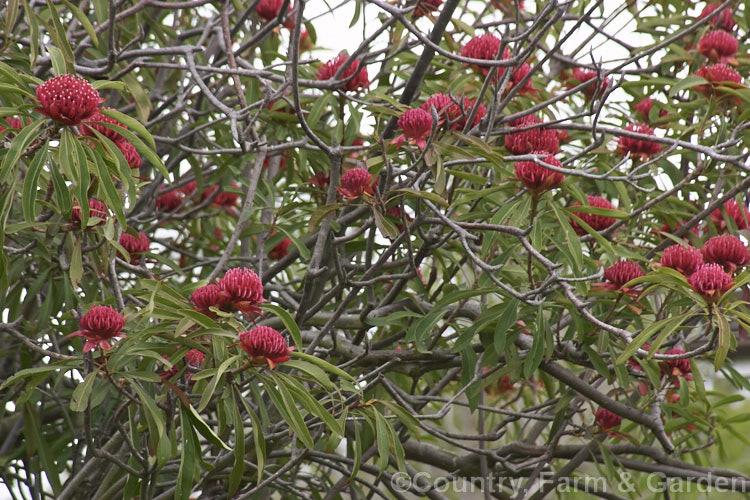 New South Wales. Waratah (<i>Telopea speciosissima</i>), an evergreen spring-flowering shrub or small tree native to southeastern Australia. It grows to around 6m tall, often with a considerable spread. Order: Proteales, Family: Proteaceae