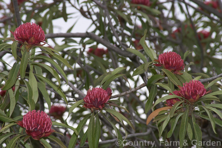 New South Wales. Waratah (<i>Telopea speciosissima</i>), an evergreen spring-flowering shrub or small tree native to southeastern Australia. It grows to around 6m tall, often with a considerable spread. Order: Proteales, Family: Proteaceae