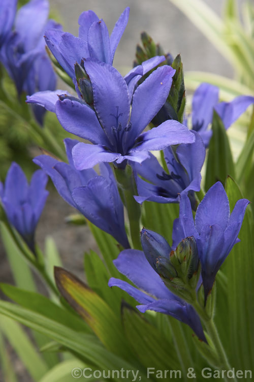 Baboon. Flower (<i>Babiana stricta</i>), this very easily cultivated spring-flowering. South African bulb from the iris family is so-named because its corms are eaten by baboons. babiana-2590htm'>Babiana.