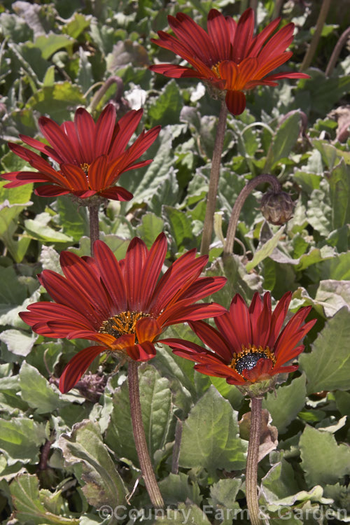 Hybrid African Daisy (<i>Arctotis x hybrida [Arctotis venusta x Arctotis fastuosa]) one of the many colour forms of these hybrids between two spring- to summer-flowering, evergreen. South African perennials. Order: Asterales, Family: Asteraceae