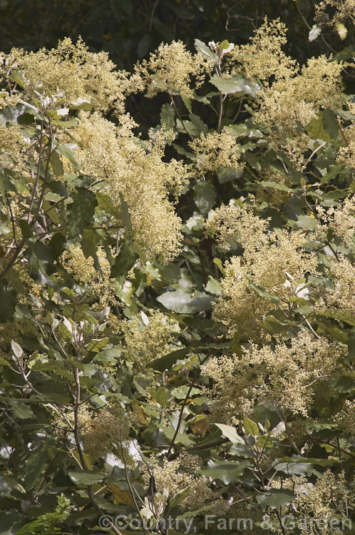 Rangiora (<i>Brachyglottis repanda</i>), a large-leaved, 25-6m tall, spring-flowering, evergreen shrub or small tree native to New Zealand. The tiny, cream, daisy-like flowers are massed in panicles. brachyglottis-2162htm'>Brachyglottis.