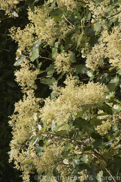 Rangiora (<i>Brachyglottis repanda</i>), a large-leaved, 25-6m tall, spring-flowering, evergreen shrub or small tree native to New Zealand. The tiny, cream, daisy-like flowers are massed in panicles. brachyglottis-2162htm'>Brachyglottis.