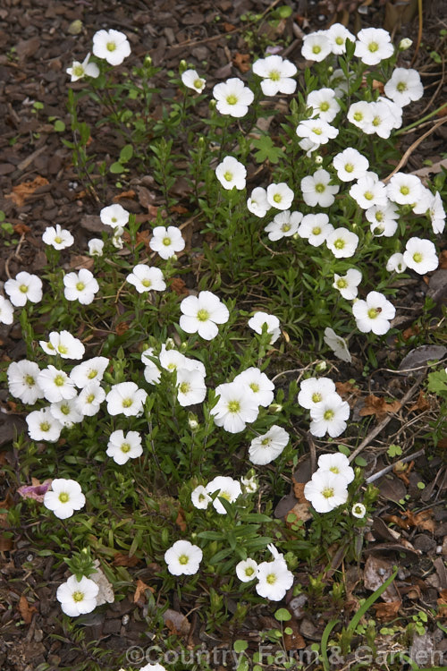 Arenaria montana subsp. montana, a form of a low, spreading, spring-to summer-flowering perennial native to southwestern Europe. It is usually cultivated as a rockery plant. This subspecies differs little from the species. Order: Caryophyllales, Family: Caryophyllaceae