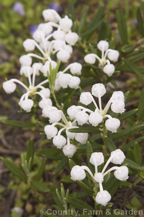 White-flowered Bog Rosemary (<i>Andromeda polifolia 'Alba'), a cultivar of a normally pink flowered small evergreen shrub that occurs naturally over much of Europe and south-central Russia. Order: Ericales, Family: Ericaceae