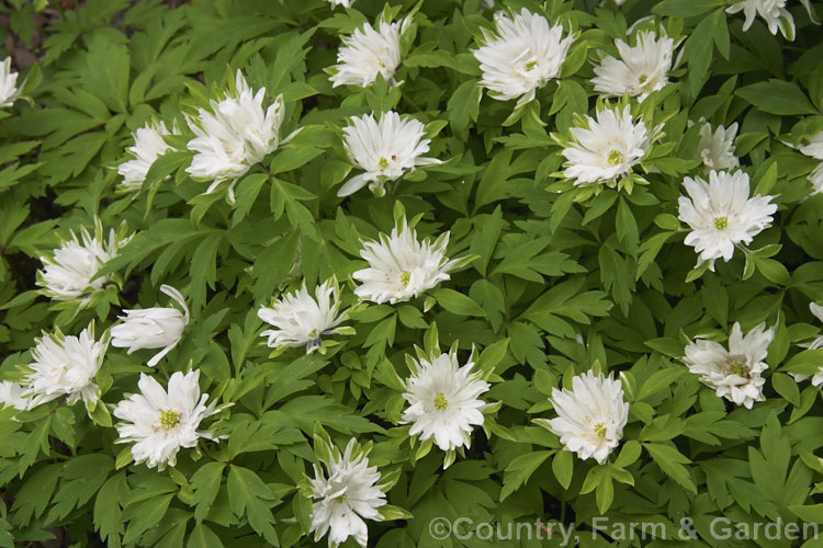 Anemone nemorosa 'Bracteata', a double-flowered cultivar of the European Wood. Anemone or Windflower, a spring-flowering rhizomatous perennial 'Bracteata' is distinguished by its occasional green petals. Order: Ranunculales, Family: Ranunculaceae