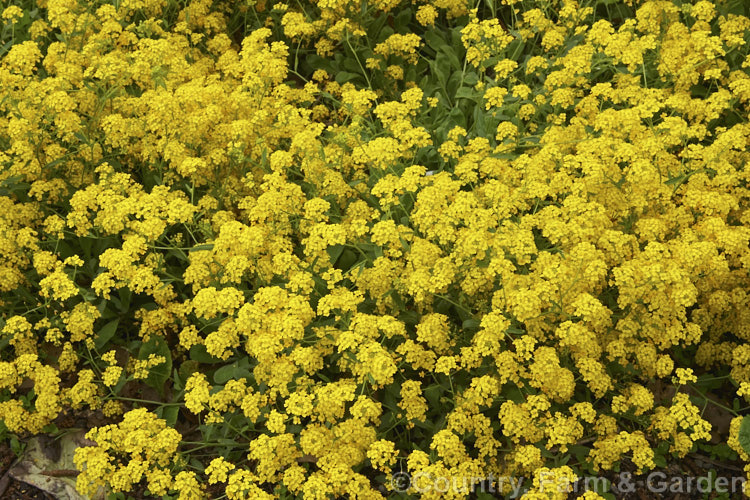 Basket of Gold or Yellow Alyssum (<i>Aurinia saxatilis</i>), a spring-flowering ground-cover perennial native to central and southeastern Europe. A wide range of cultivars is grown. aurinia-2390htm'>Aurinia. .