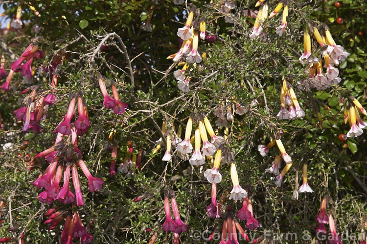 A chimera is an organism that displays two distinct sets of DNA in one organism. This can sometimes happen as the result of grafting or it may be natural. One of the most common natural examples occurs in the South American genus. Cantua in which the deep pink flowers of Cantua buxifolia often occur with the yellow and white flowers of Cantua bicolor. The foliage also differs appropriately with the flower types. Order: Ericales, Family: Polemoniaceae