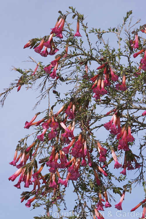 Sacred Flower of the Incas (<i>Cantua buxifolia</i>), a large, wiry-stemmed shrub native to the mountains of Peru, Bolivia and northernChile. It flowers for much of the year. Order: Ericales, Family: Polemoniaceae