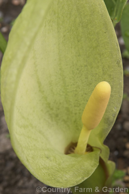 The flower of Arum italicum, a perennial found in several forms from southern Europe to western Asia. It often naturalises in gardens and can form large patches. arum-2367htm'>Arum.