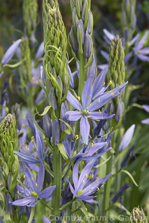Camassia leichtlinii, a spring-flowering bulb native to western North America. The flower stems are up to 13m tall and the foliage is near-evergreen in mild climates