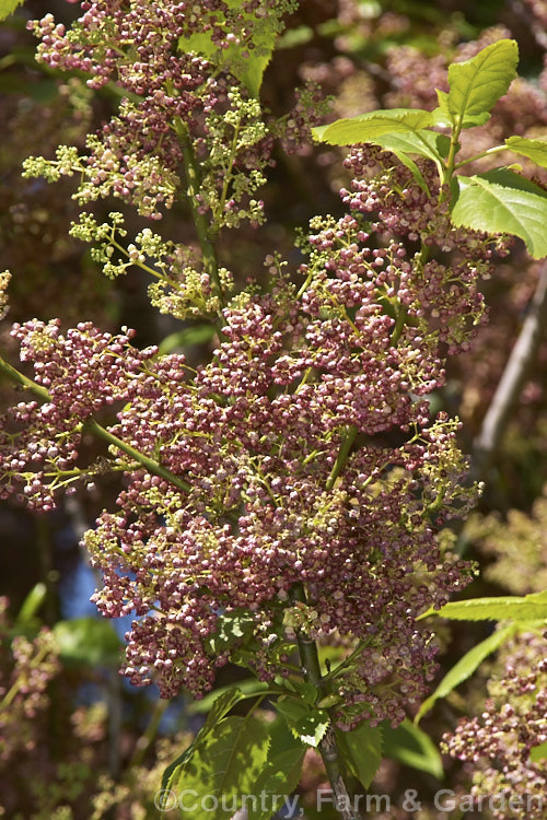 Flowers of the Wineberry or Makomako (<i>Aristotelia serrata</i>), an evergreen, 3-9m tall, spring-flowering tree native to New Zealand. The heads of small cherry red flowers are followed on female trees by dark red to black berries. Order: Oxidales, Family: Elaeocarpaceae