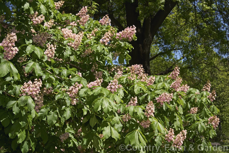 Aesculus x carnea 'Plantierensis' (<i>Aesculus hippocastanum x Aesculus pavia</i>). One of the lesser known cultivars of this cross, with flowers of a much lighter colour than the more commonly grown 'Briotii'. Order Sapindales, Family: Sapindaceae