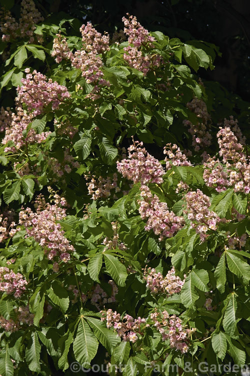 Aesculus x carnea 'Plantierensis' (<i>Aesculus hippocastanum x Aesculus pavia</i>). One of the lesser known cultivars of this cross, with flowers of a much lighter colour than the more commonly grown 'Briotii'. Order Sapindales, Family: Sapindaceae