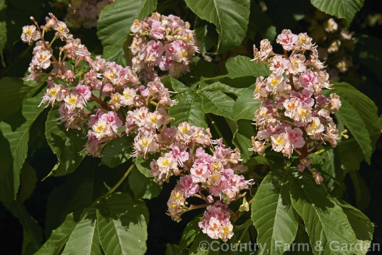 <i>Aesculus x carnea</i> 'Plantierensis' (<i>Aesculus hippocastanum x Aesculus pavia</i>). One of the lesser known cultivars of this cross, with flowers of a much lighter colour than the more commonly grown 'Briotii'. Order Sapindales, Family: Sapindaceae