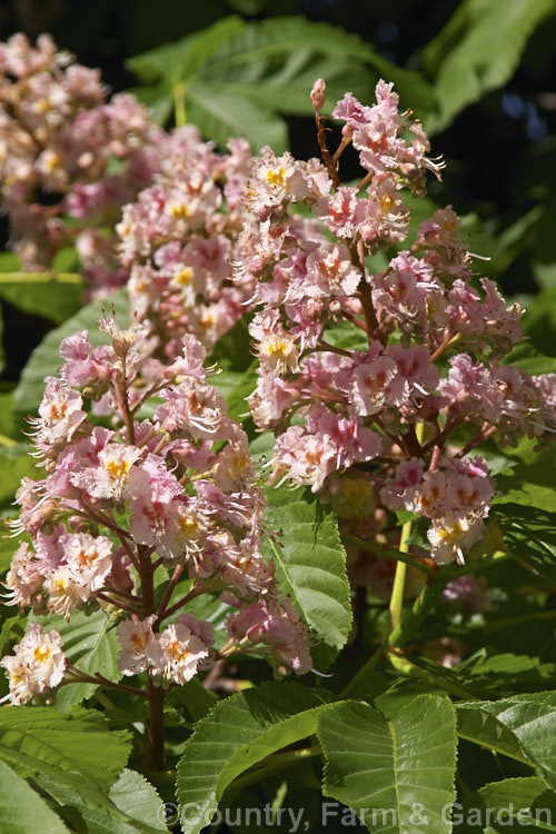 <i>Aesculus x carnea</i> 'Plantierensis' (<i>Aesculus hippocastanum x Aesculus pavia</i>). One of the lesser known cultivars of this cross, with flowers of a much lighter colour than the more commonly grown 'Briotii'. Order Sapindales, Family: Sapindaceae