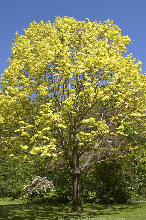 <i>Acer platanoides</i> 'Drummondii' with it early spring foliage. This German-raised Norway maple cultivar was introduced in 1910. It is 10-12m tall with very clear creamy white margins to its light yellow-green leaves. Order: Sapindales, Family: Sapindaceae