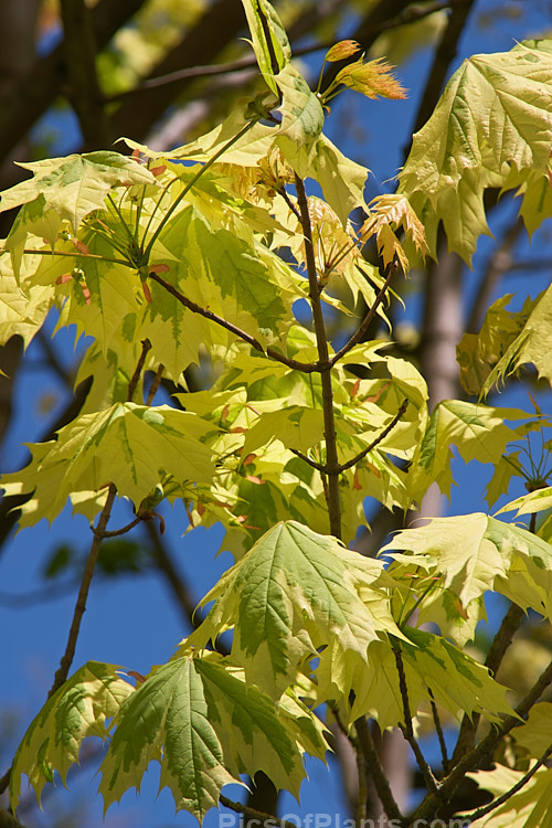 <i>Acer platanoides</i> 'Drummondii' with it early spring foliage. This German-raised Norway maple cultivar was introduced in 1910. It is 10-12m tall with very clear creamy white margins to its light yellow-green leaves. Order: Sapindales, Family: Sapindaceae