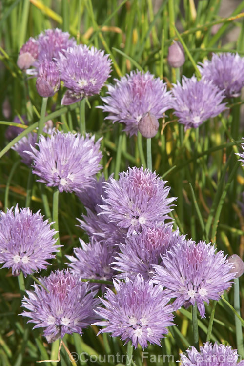 Chives (<i>Allium schoenoprasum</i>), although grown primarily as a culinary herb for its pungent foliage, chive flowers are quite ornamental, and edible. The species has a widespread. Northern Hemisphere range. allium-2045htm'>Allium.