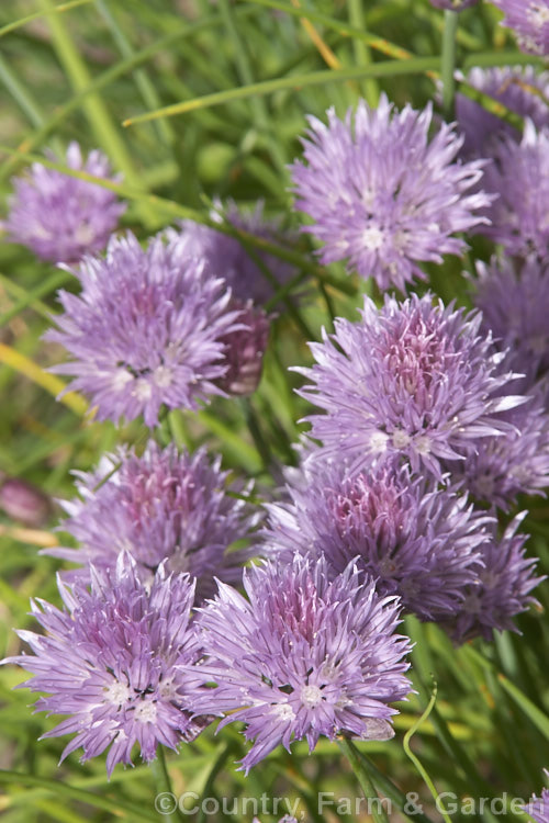 Chives (<i>Allium schoenoprasum</i>), although grown primarily as a culinary herb for its pungent foliage, chive flowers are quite ornamental, and edible. The species has a widespread. Northern Hemisphere range. allium-2045htm'>Allium.