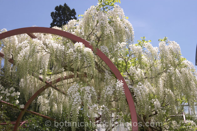 Wisteria floribunda 'Shiro. Noda', a white-flowered form of Japanese Wisteria distinguished from Chinese Wisteria (<i>Wisteria sinensis</i>) by its clockwise twining stems and by usually being more fully in leaf when in flower. wisteria-2308htm'>Wisteria.