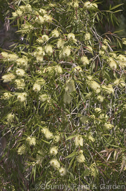 Willow. Bottlebrush or Pink Tips (<i>Melaleuca salicina [syn. Callistemon salignus]), a spring- to early summer-flowering evergreen shrub of tree to over 6m tall. The flowers are usually greenish yellow but may occasionally be red, and the new growth is red-tinted. Native to much of coastal eastern Australia, where in the wild it can reach well over 10m tall melaleuca-2126htm'>Melaleuca. .