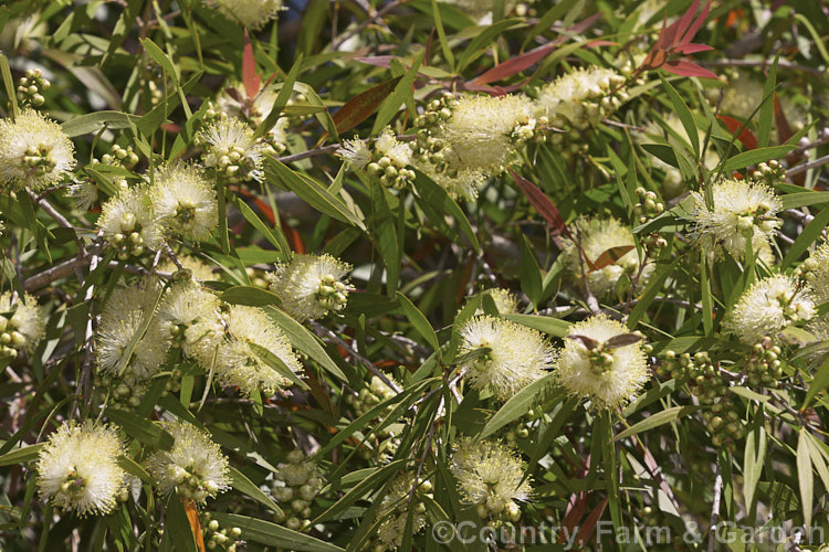 Willow. Bottlebrush or Pink Tips (<i>Melaleuca salicina [syn. Callistemon salignus]), a spring- to early summer-flowering evergreen shrub of tree to over 6m tall. The flowers are usually greenish yellow but may occasionally be red, and the new growth is red-tinted. Native to much of coastal eastern Australia, where in the wild it can reach well over 10m tall melaleuca-2126htm'>Melaleuca. .