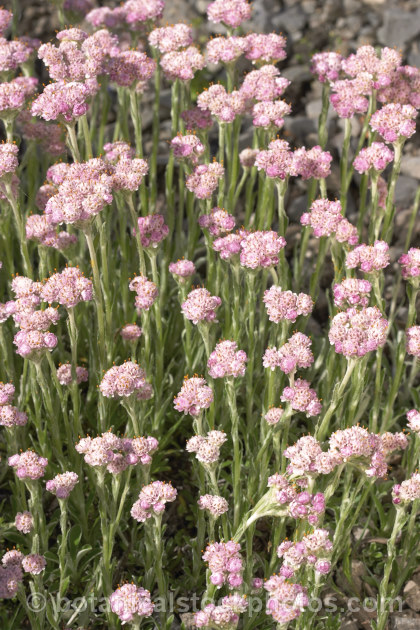 Pink Catsfoot (<i>Antennaria dioica 'Rosea'), a pink-flowered cultivar of a normally white- to pale pink-flowered, spring-blooming, mat-forming Northern Hemisphere perennial that is densely covered with silver-grey hair. antennaria-2342htm'>Antennaria.