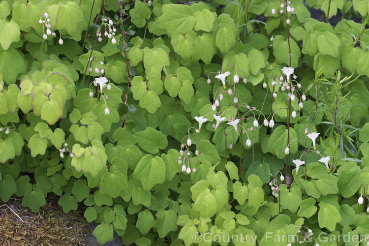 Vancouveria hexandra, a late spring- to early summer-flowering woodland perennial native to the west coast of the United States. It is often cultivated in shaded rockeries. vancouveria-3381htm'>Vancouveria. Order: Ranunculales, Family: Berberidaceae