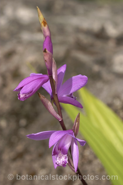 Chinese Ground. Orchid (<i>Bletilla striata</i>), a hardy terrestrial orchid native to Japan, China and Tibet. It flowers in late spring and early summer and naturalises well in reasonably mild climates