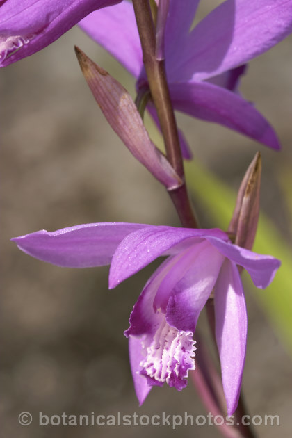 Chinese Ground. Orchid (<i>Bletilla striata</i>), a hardy terrestrial orchid native to Japan, China and Tibet. It flowers in late spring and early summer and naturalises well in reasonably mild climates