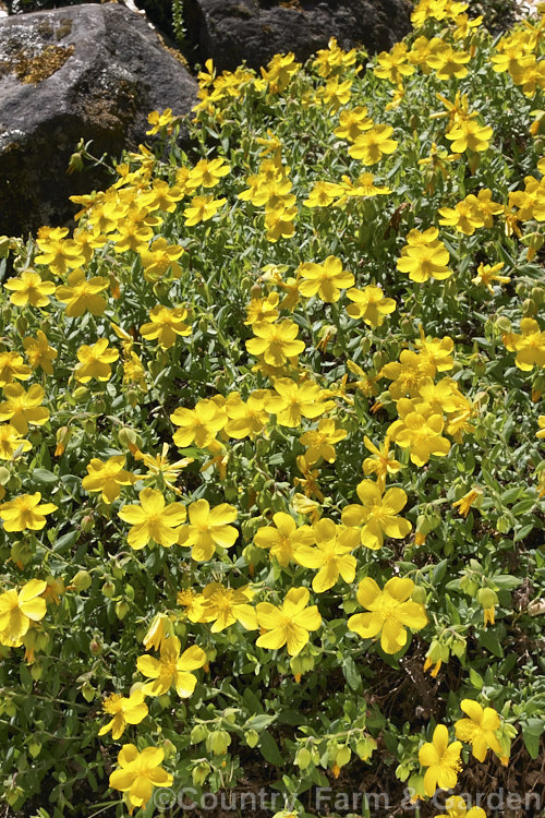 Hypericum cerastoides photo at Pictures of Plants stock image library