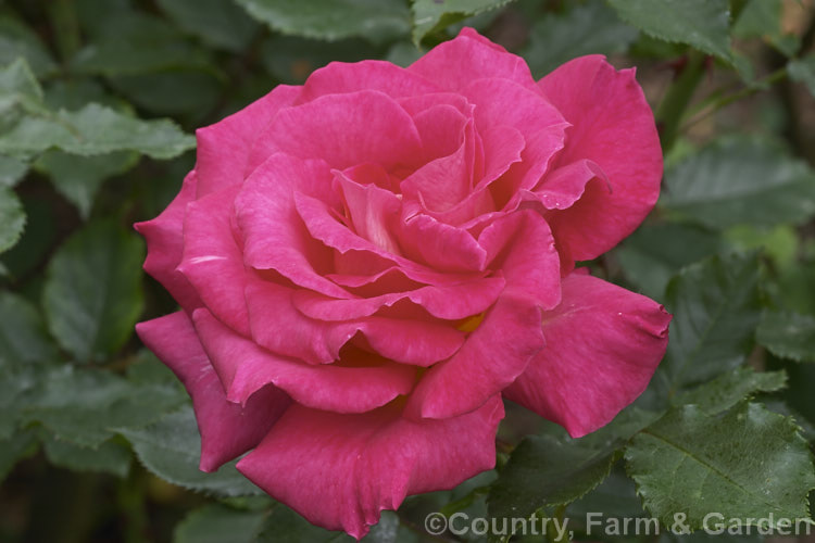 Rosa 'Rose of Tralee' ('Leverkusen' x 'Korona'), a Cluster-flowered (<i>Floribunda</i>) shrub rose introduced by McGredy of Northern Ireland in 1964. Order: Rosales, Family: Rosaceae