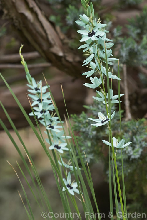 Green Ixia (<i>Ixia viridiflora</i>), a late-spring-flowering grassy-foliaged cormous perennial native to southern Africa. Its flowers are a very distinctive and unusual shade of blue-green. ixia-2709htm'>Ixia.